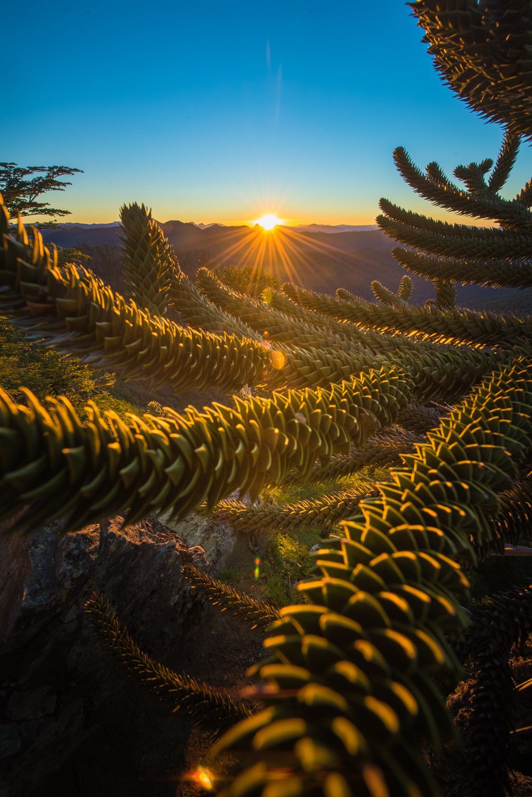 Amanecer entre araucarias en el Santuario El Cañi