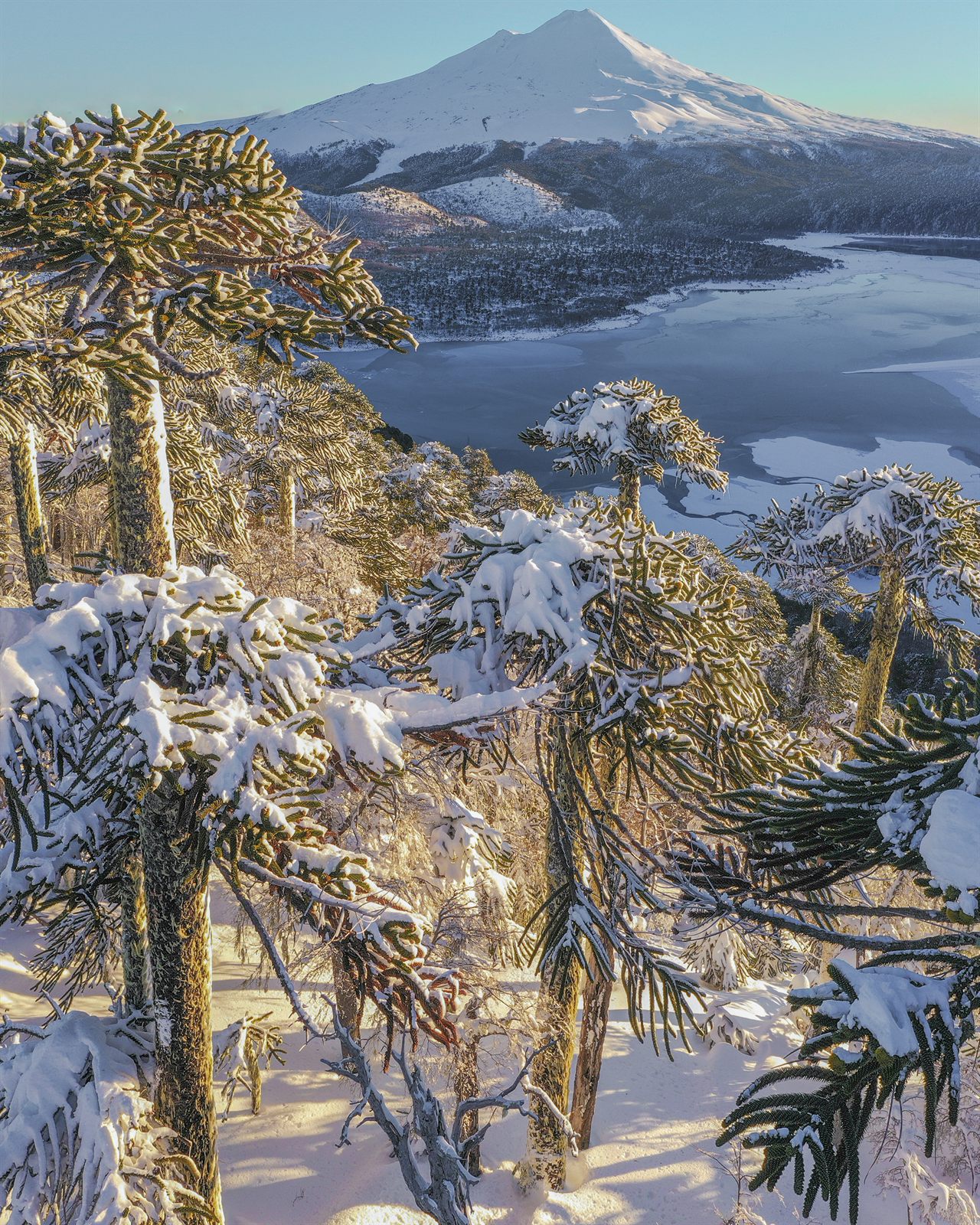 Conguillío invernal con araucarias nevadas