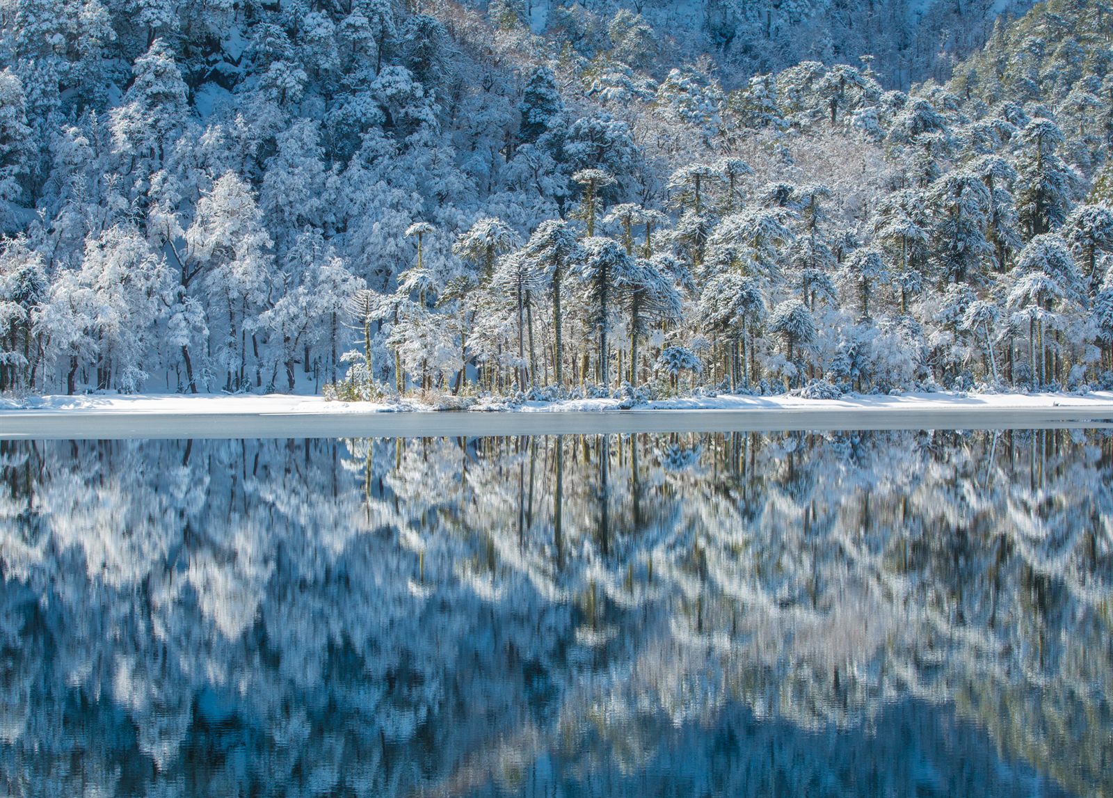 Reflejo invernal en una laguna de Huerquehue