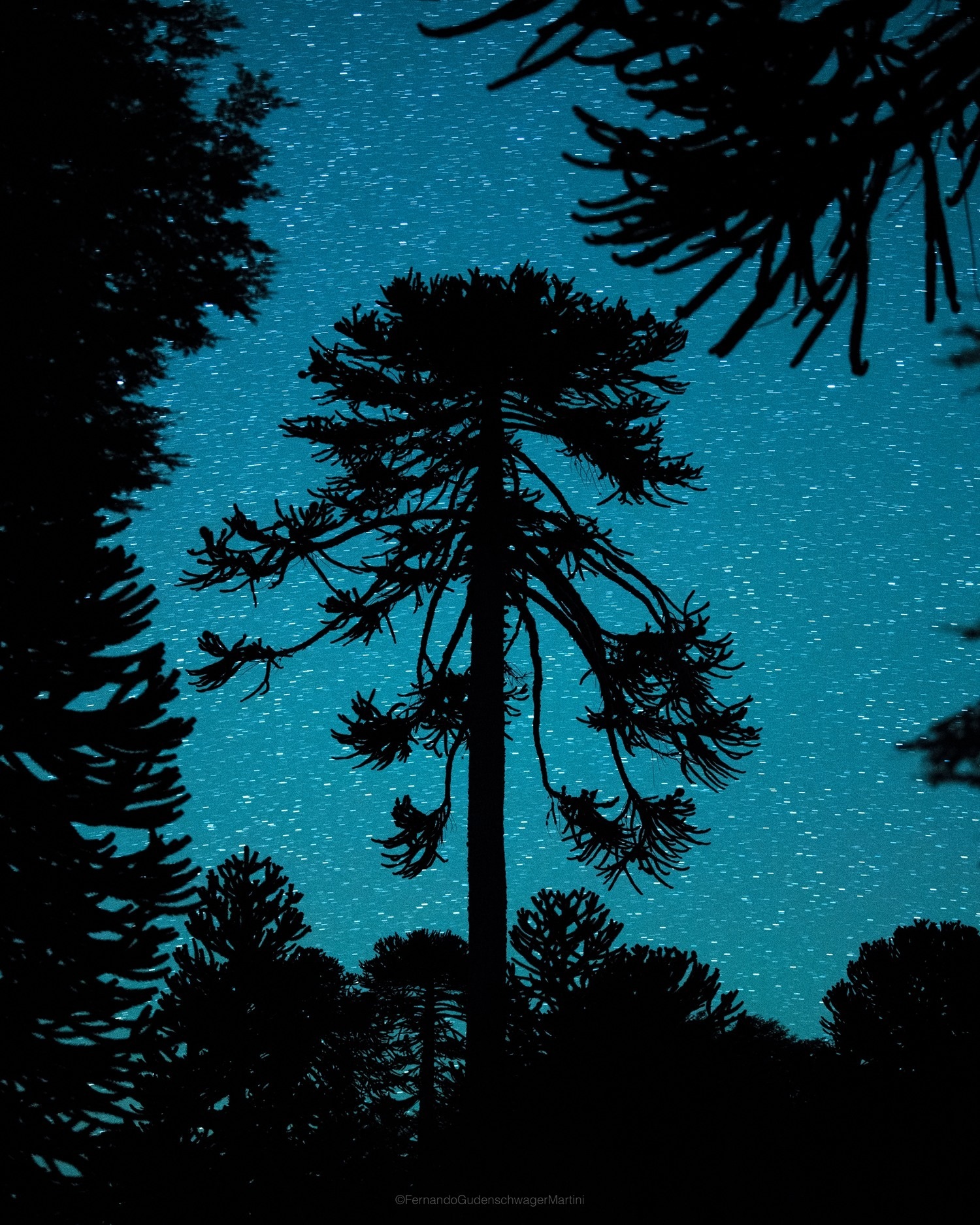 Araucaria Araucana o Pewén