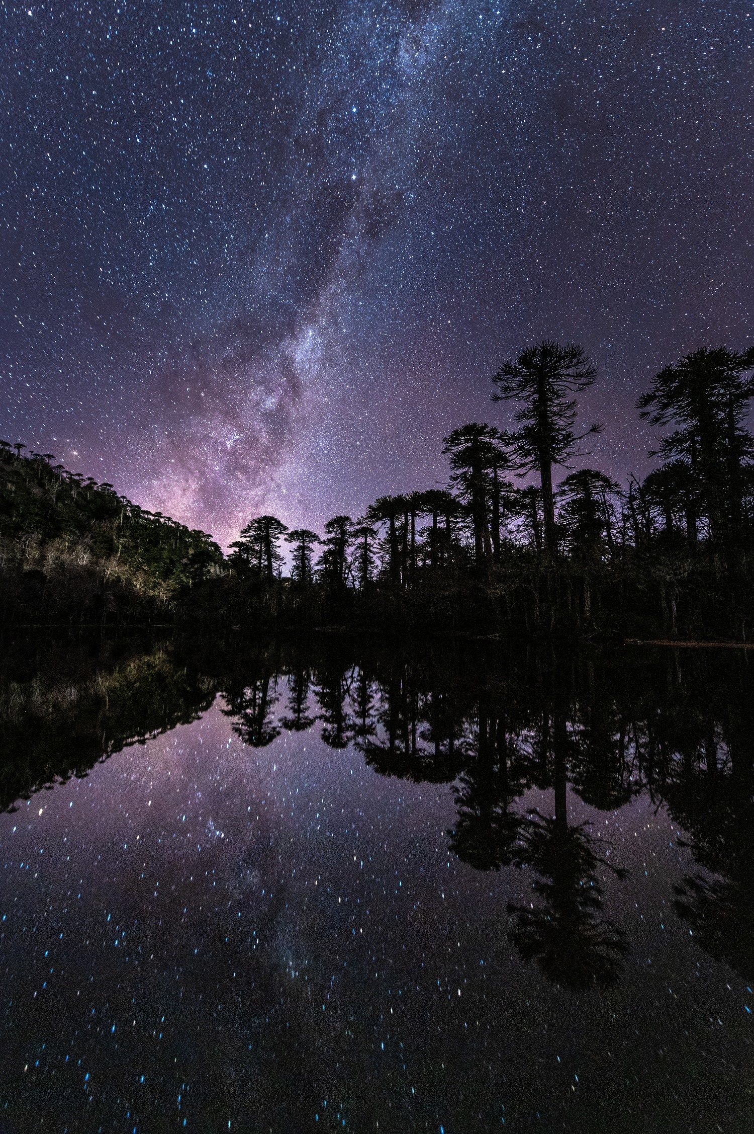 Reflejo laguna y pewén