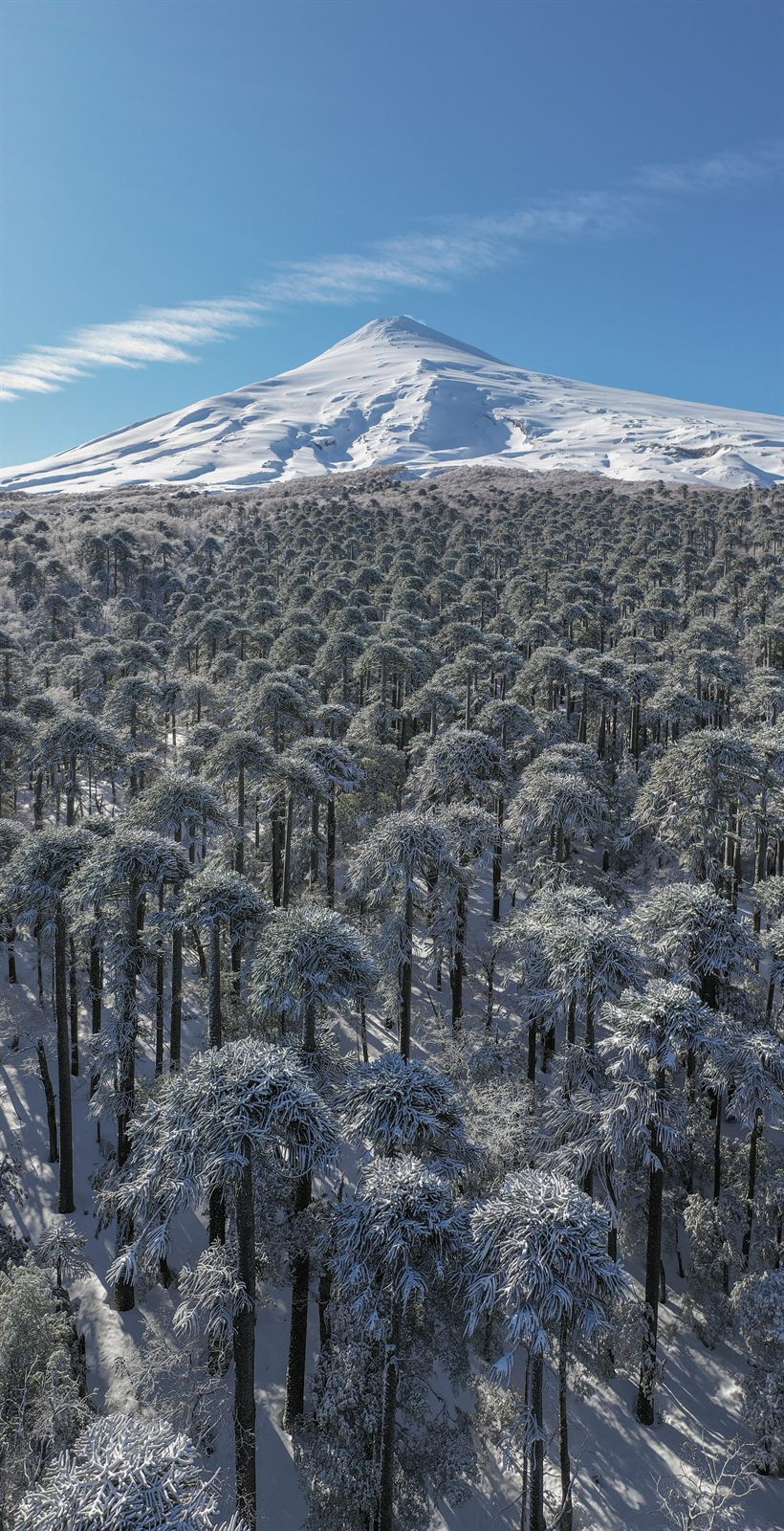 Volcán Villarrica nevado y bosque de araucarias